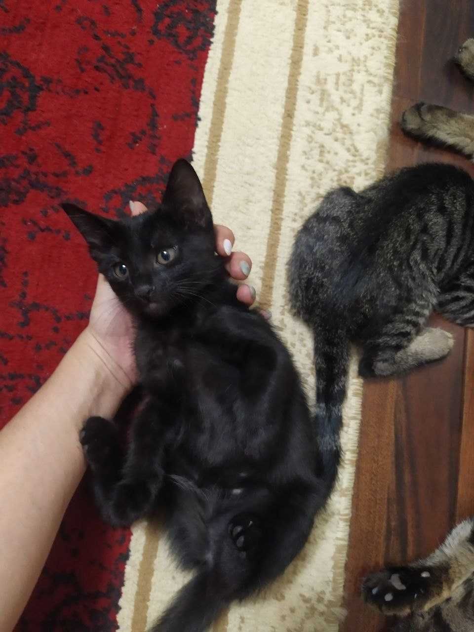 3 Котейки 2 месячного возраста