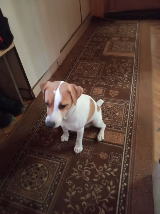 Вязка Джек рассел