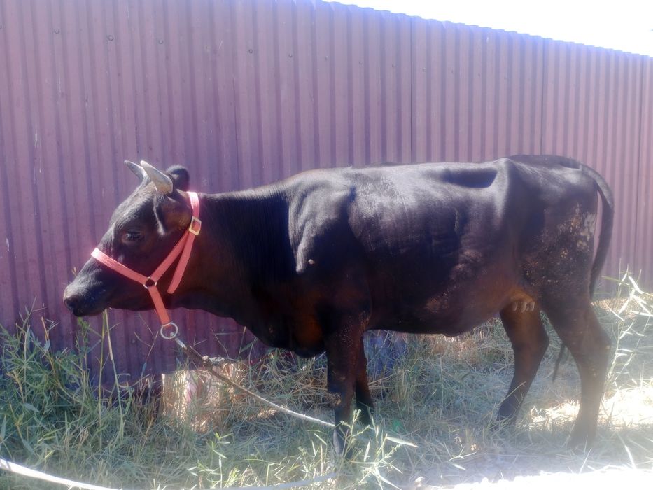 G'unojin 8 oylik bug'o'z 1chi qorin