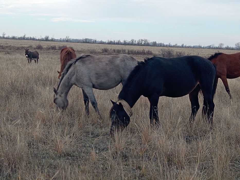2 жаска толатын байтал