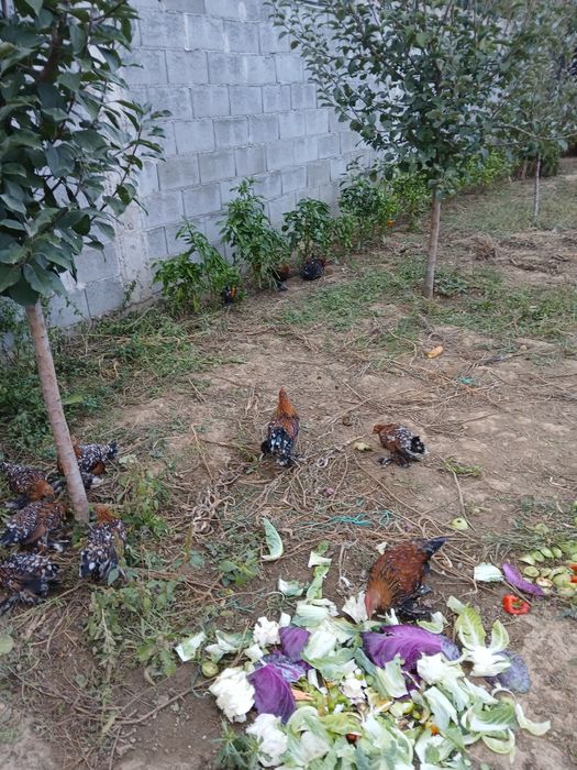 Vând cocoșei mii de flori