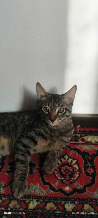 Котик в хорошие руки
