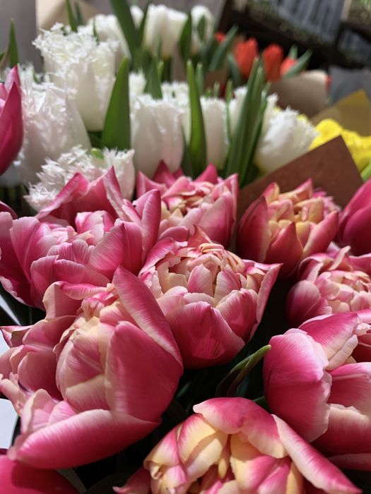 Тюльпаны Kz от производителя оптом и розницу