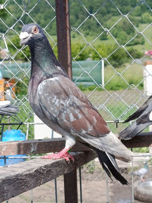 Porumbei voiajori
