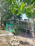 Porumbei voiajori în Craiovaa, sportivi,pui,puiendri și maturi
