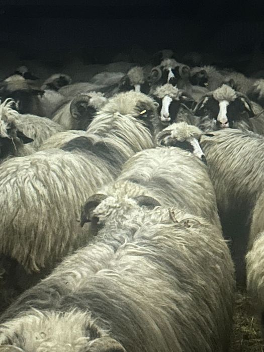 Vând 72 de oi miori și stramiori