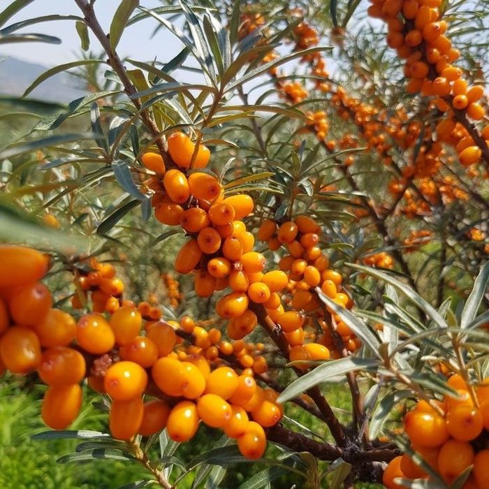 Arbusti Fructiferi (Catina Femela )