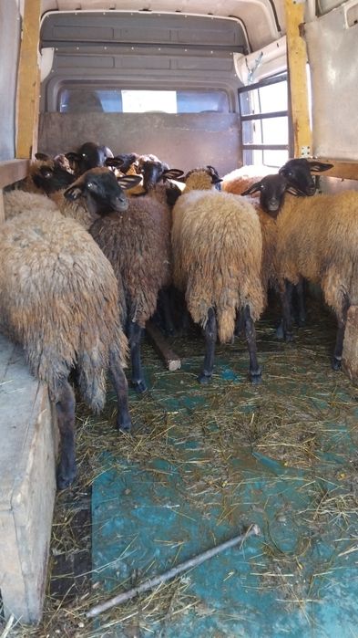 Oi carabase de vanzare