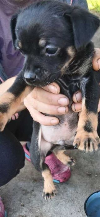 Пинчер мъжко и женско