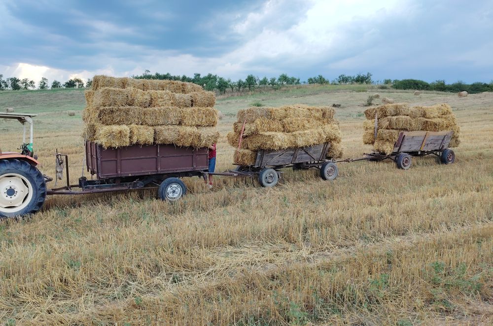 baloți de paie grâu sau ovăz