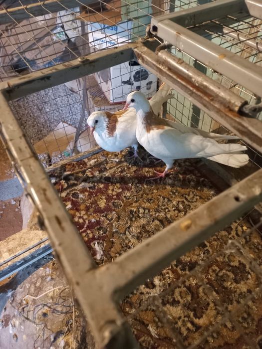 птицы  пара продам