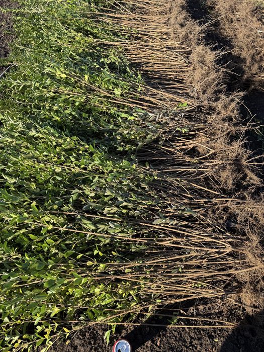 Ligustrum ovalifolium - lemn cainesc - anul 2