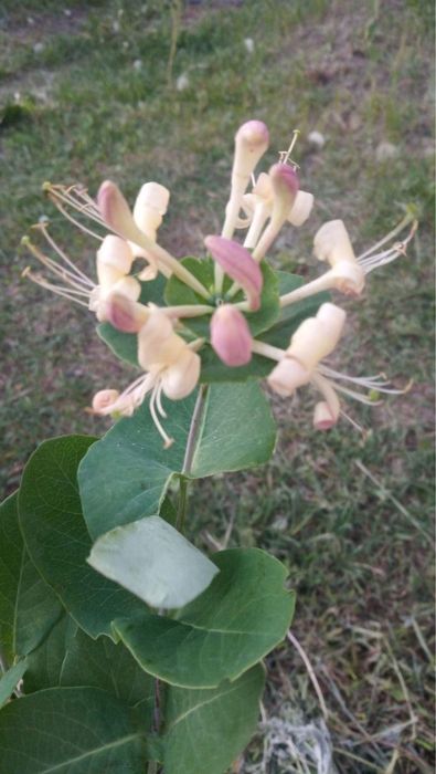 Саженцы декоративных растений