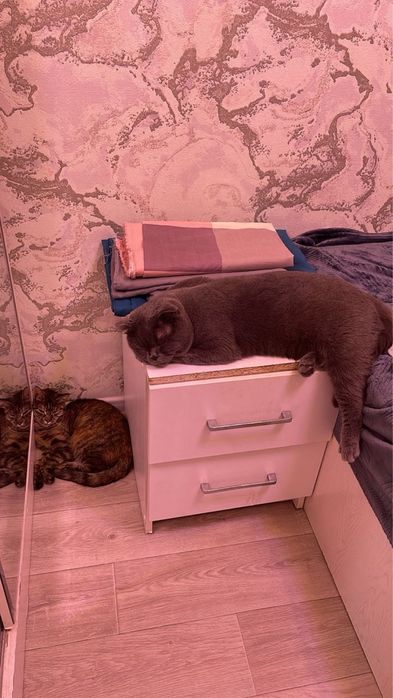 Веселоухйи кот скотиш фолд Срочно