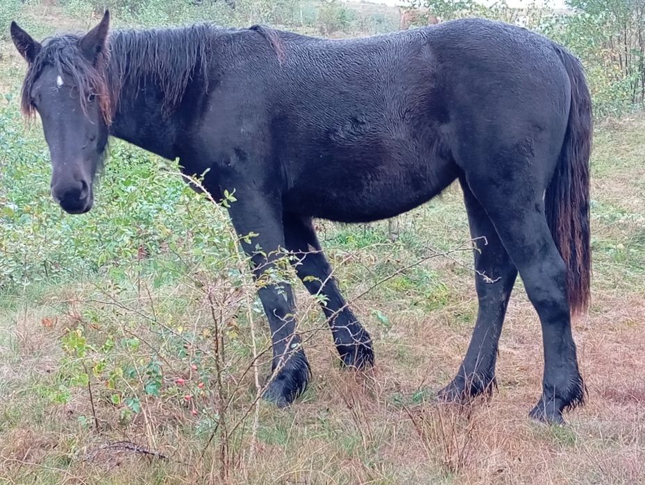 Mânză de un an jumătate