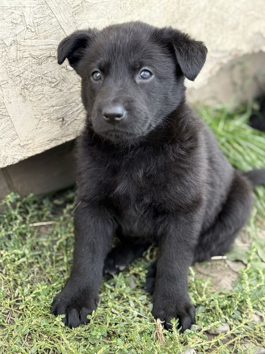 Catelusa ciobanesc german cauta casuta