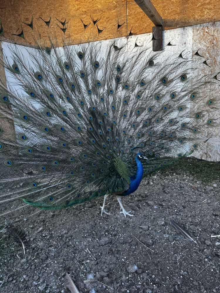 Продам павлинов самки и самцы