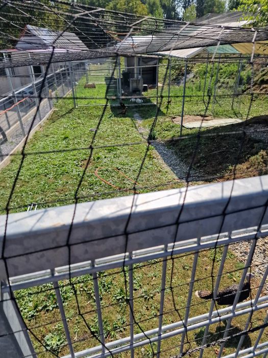 Plasă  Voliere Păsări protectie și siguranță