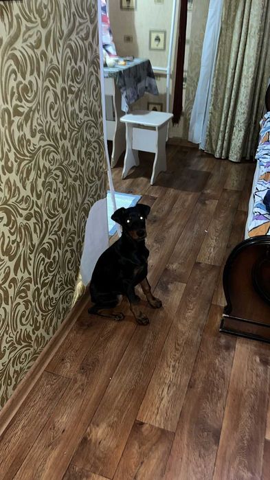 Продам собачку породы доберман
