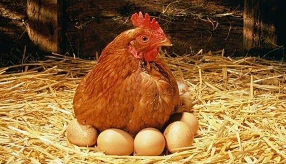 Домашние куры Ломан Браун