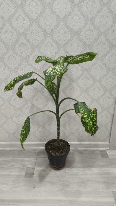 Диффенбахия продаётся