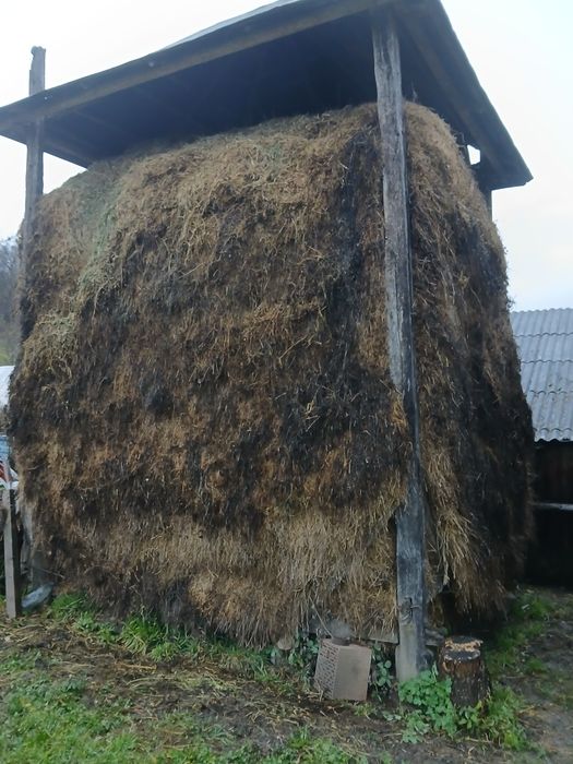 Otavă și fân de vânzare