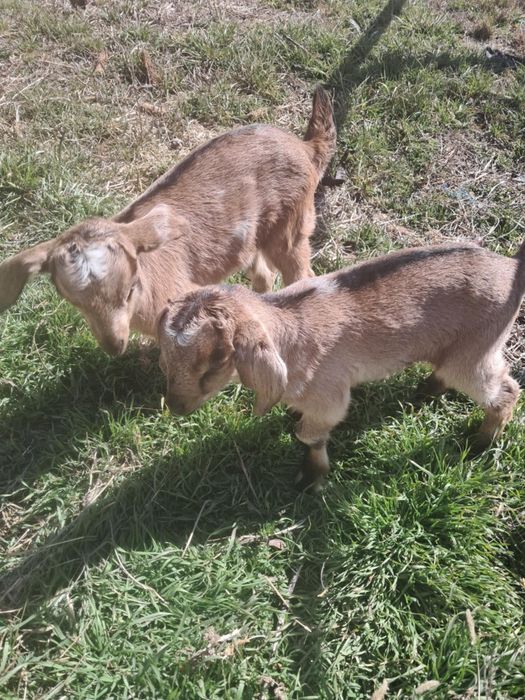 Vind capra anglo nubian la a doua fatarefatare