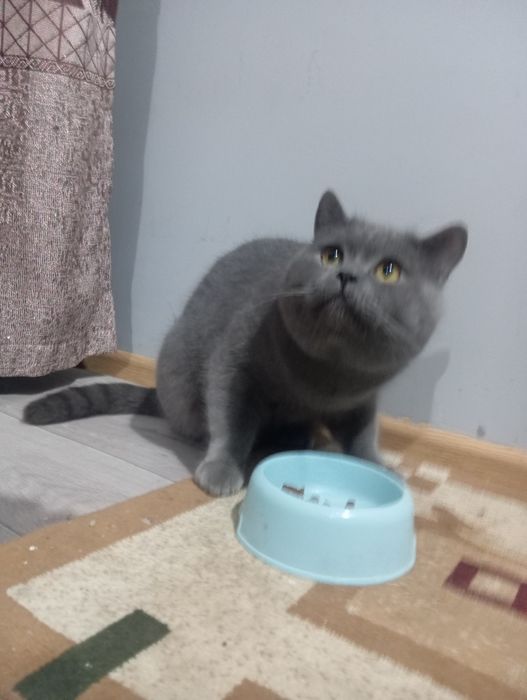 Skotshfol ayol erkak