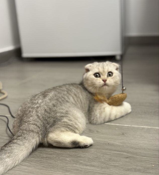 Scottish fold baietel