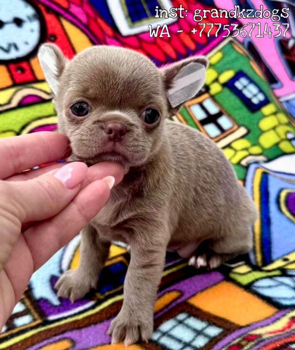 Чишенька - манышенька милосердные