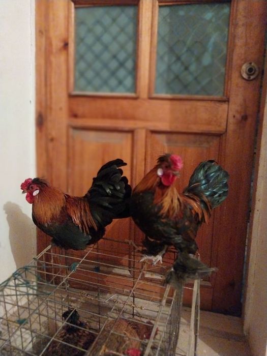 Япон хороз ва товуклар сотилади