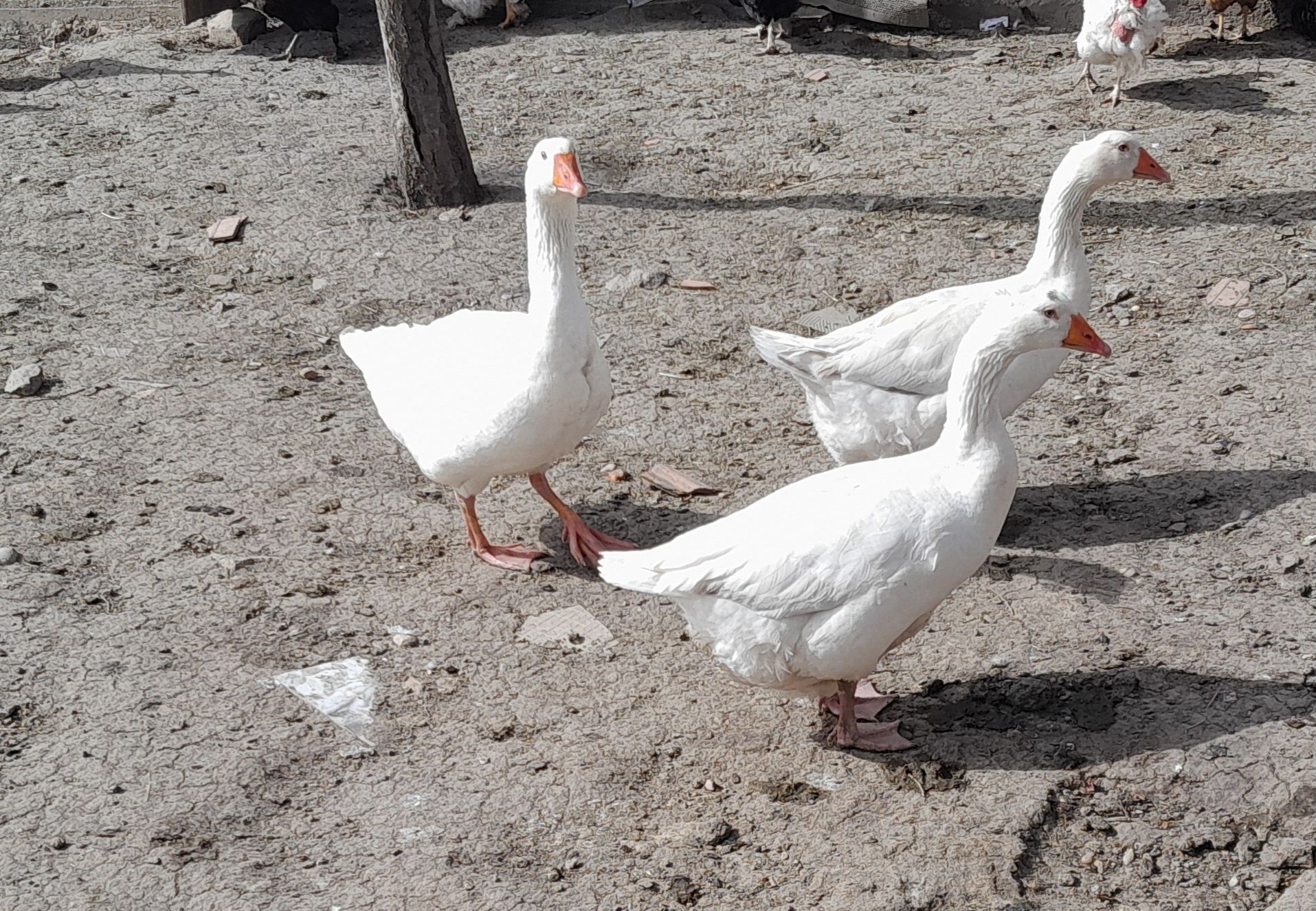 Familie de gâște de vânzare