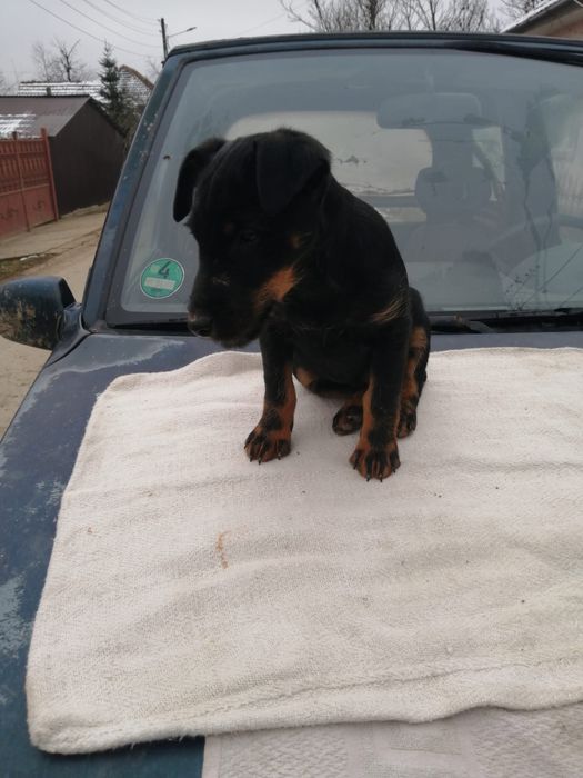 Mascul Jagd terrier in varsta de 4 luni