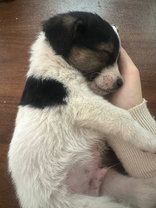 Puiuți de câine drăguți