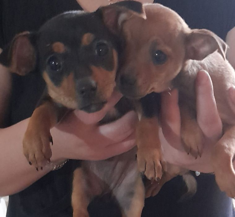 Две женски пинчери...