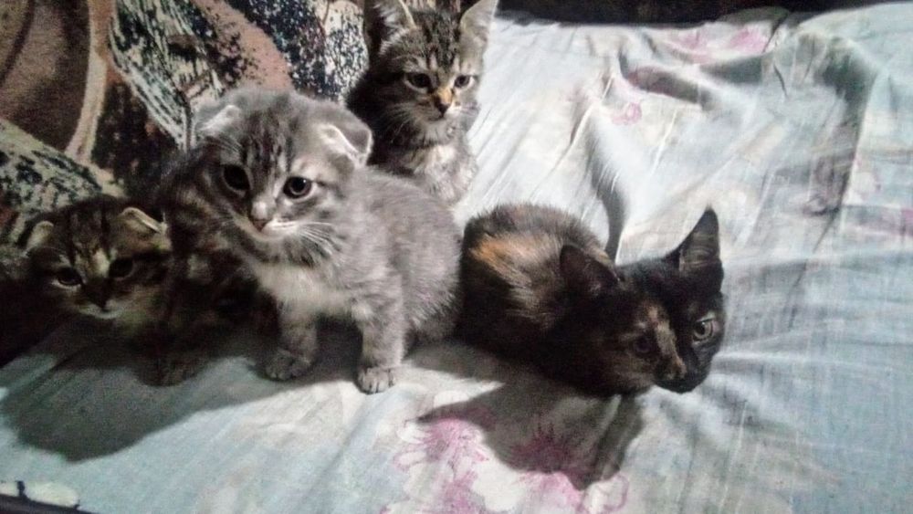 Отдам котят 2 мес. в хорошие руки (2 девочки и 2 мальчика).