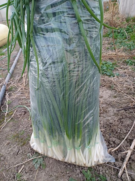 Ceapa verde              .