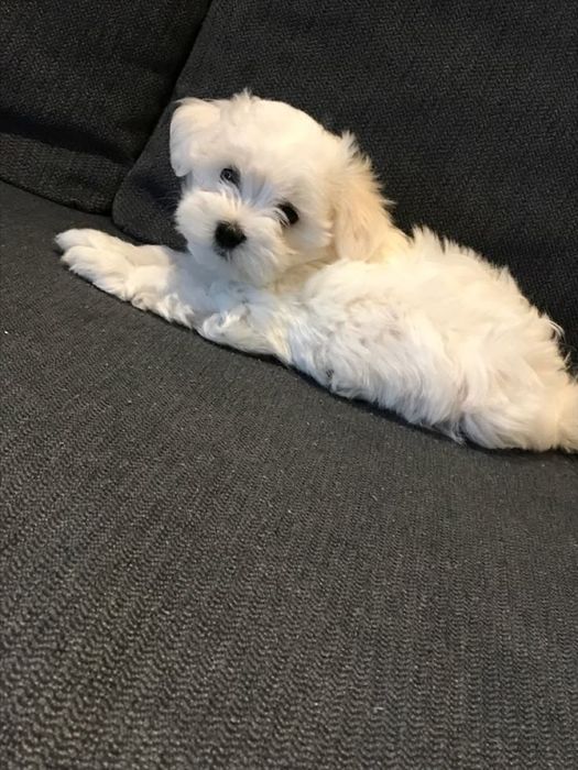 Bichon maltez mini toy