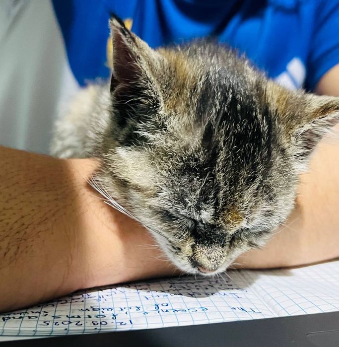 Mushukcha bepul beriladi