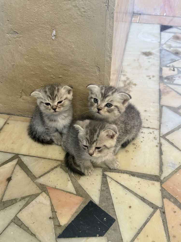 шотландский фолд