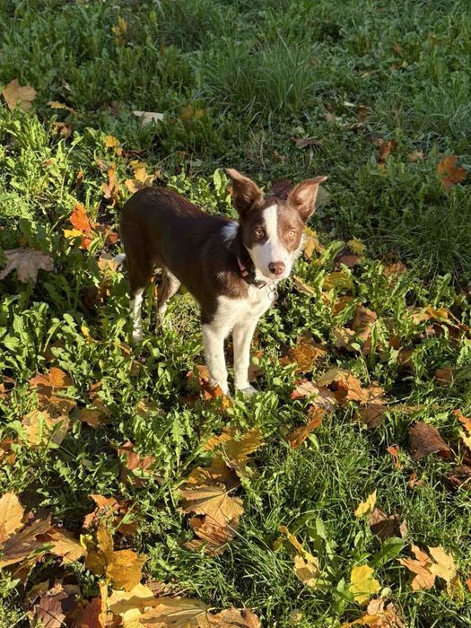 Бордер Коли / Boarder Collie