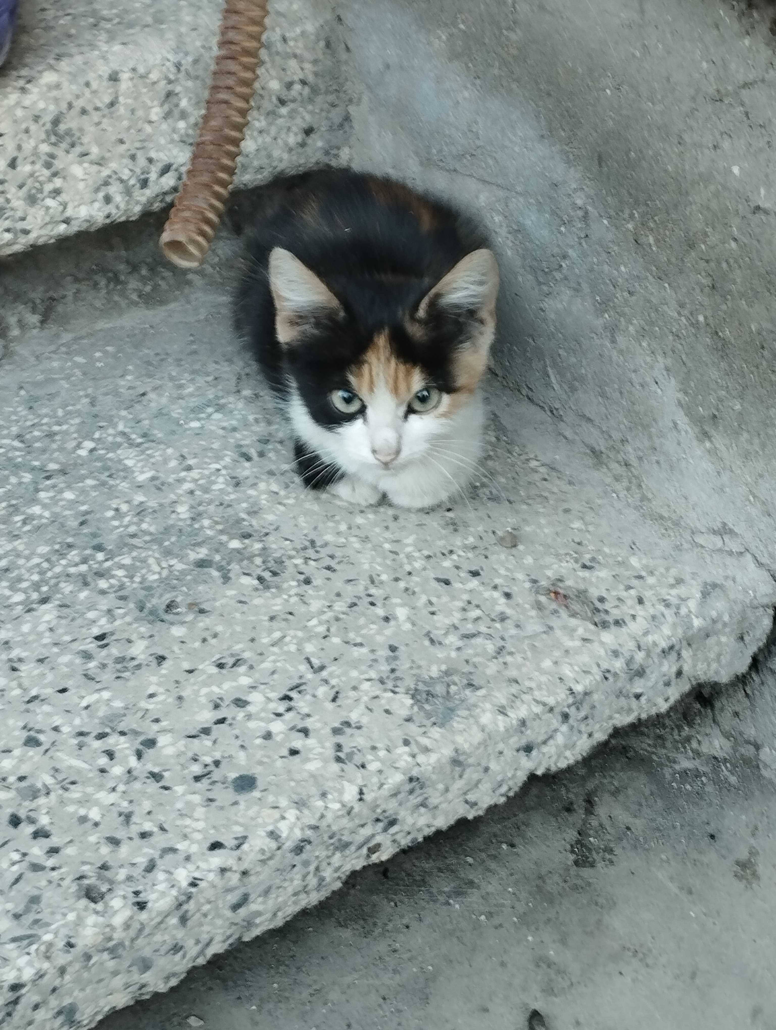 Търси дом - коте на 3 месеца
