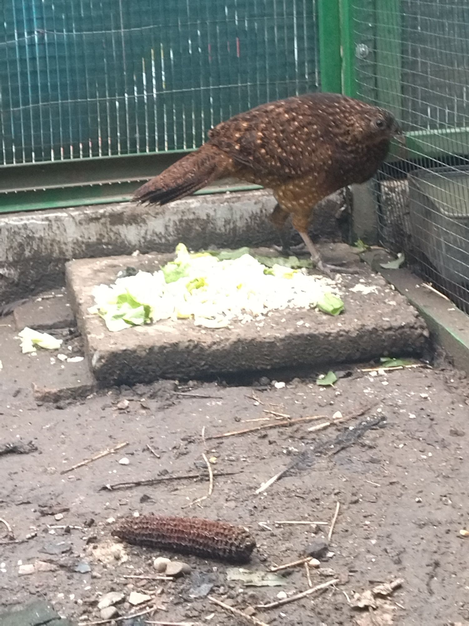 Făzăniță tragopan satyr