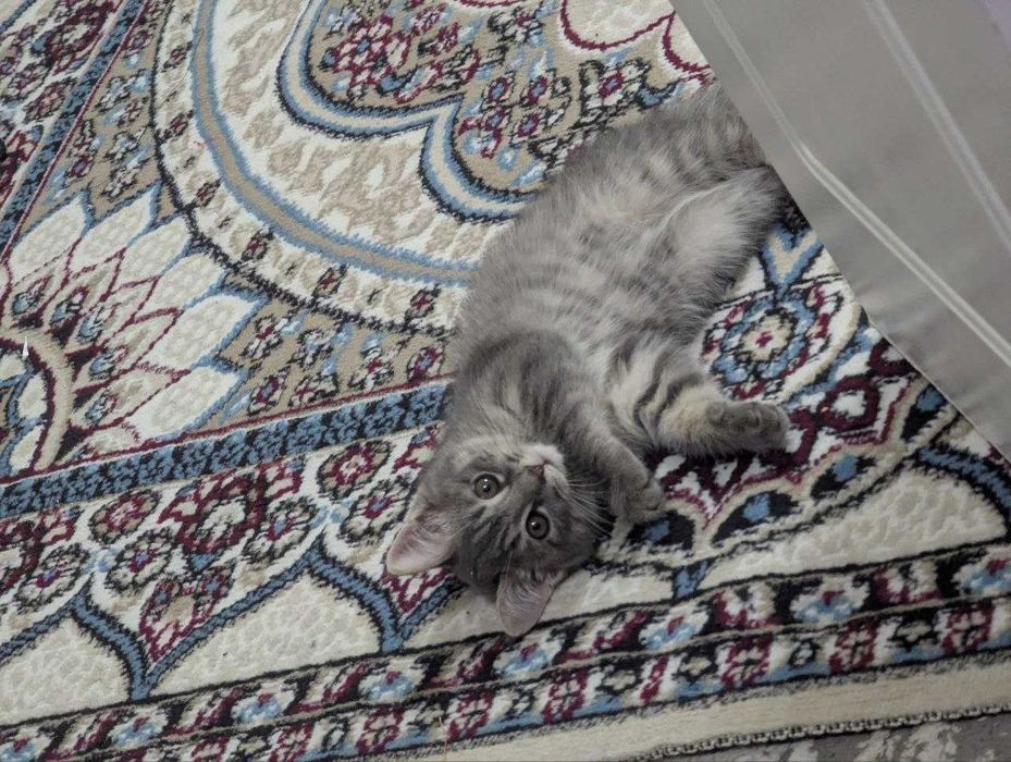 Продаётся котёнок Scottish Straight, 4 месяца