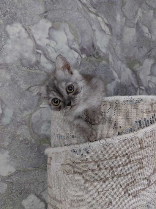 Продаются котята фолд с очень красивым окрасом