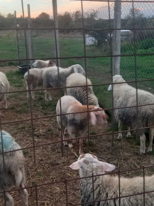 Berbeci tineri assaf