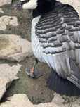 Pereche de gâște cu fața albă (Barnacle Goose) – rare și ornamentale