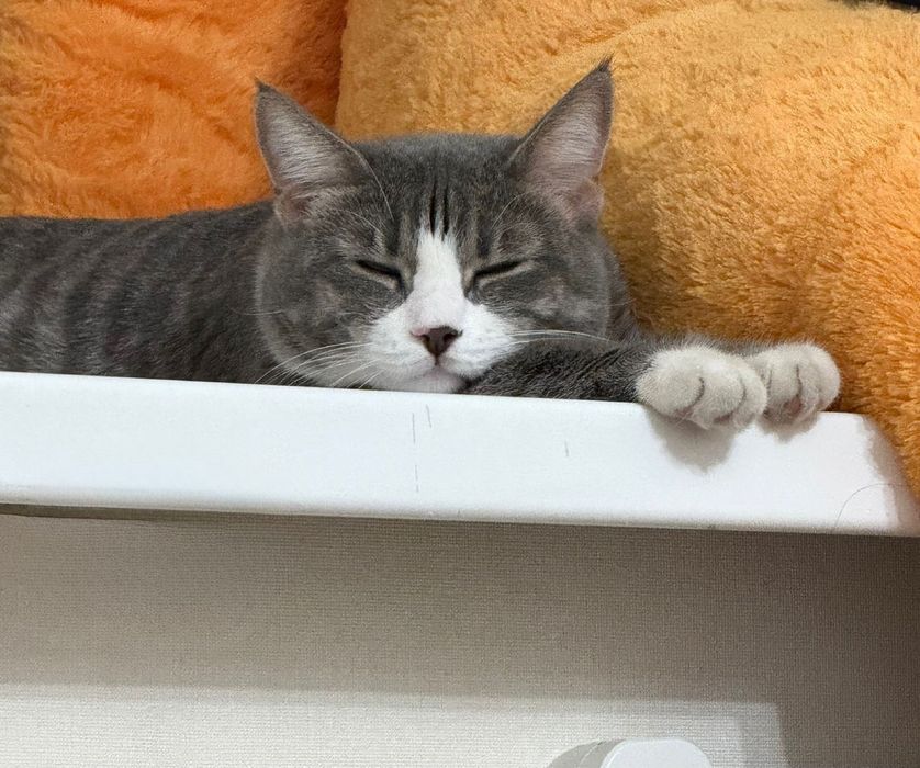 Кот в хорошие руки