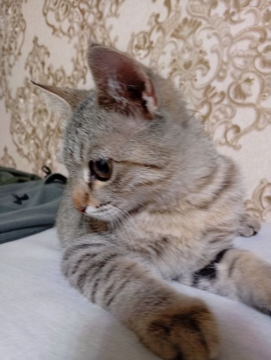 БЕСПЛАТНО котенок  мальчик 2 месяца,  отдам в хорошие добрые руки