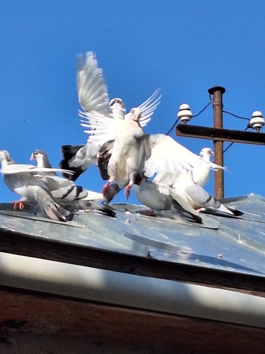 Porumbei Galateni de joc